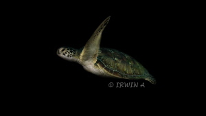 Green Turtle
Canon Powershot S100 
Fisheye Fix S100 Hou... by Irwin Ang 